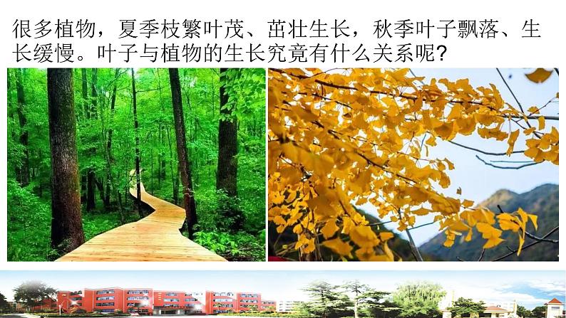 新青岛版科学五年级下册课件（含素材）-第18课 光合作用02