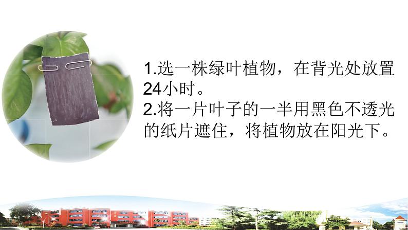 新青岛版科学五年级下册课件（含素材）-第18课 光合作用08