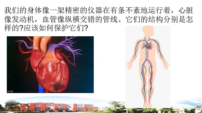 新青岛版科学五年级下册课件（含素材）-第4课 心脏和血管02
