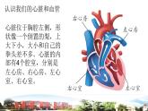 新青岛版科学五年级下册课件（含素材）-第4课 心脏和血管