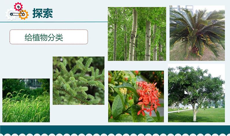 新 教科版科学  六下 2.2《制作校园生物分布图》（课件+教学设计+素材）05