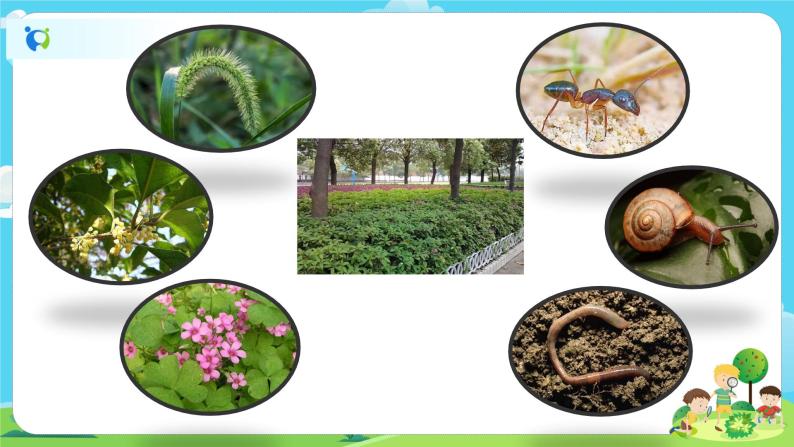 2.1.2《土壤——动植物的乐园》课件 教案05