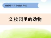 2-2《校园里的动物》课件 教科版小学科学一下