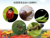 2-2《校园里的动物》课件 教科版小学科学一下