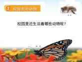 2-2《校园里的动物》课件 教科版小学科学一下