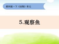 小学科学教科版 (2017)一年级下册5.观察鱼评课课件ppt