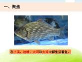 2-5《观察鱼》课件 教科版小学科学一下