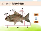 2-5《观察鱼》课件 教科版小学科学一下