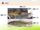 2-5《观察鱼》课件 教科版小学科学一下