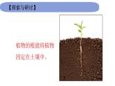 1.3《种子长出了根》课件 教科版小学科学四下
