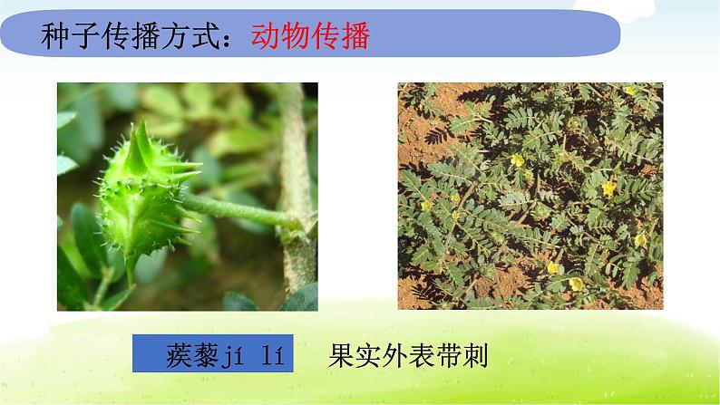 1.7 《种子的传播》课件 教科版小学科学四下08