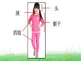 2.2.1 观察我们的身体课件 教科版小学科学二下