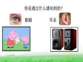 2.2.2 通过感官来发现课件 教科版小学科学二下