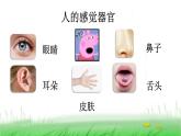 2.2.2 通过感官来发现课件 教科版小学科学二下