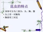 放大镜下的昆虫世界.ppt