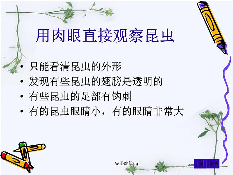 放大镜下的昆虫世界.ppt04