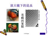 放大镜下的昆虫世界.ppt