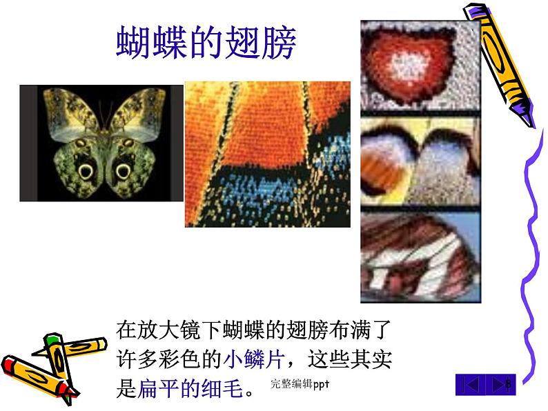 放大镜下的昆虫世界.ppt08