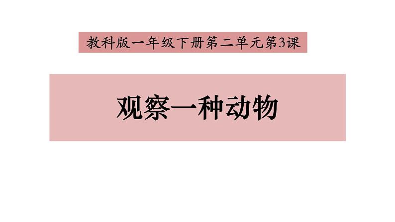 教科版义务教育版小学科学一年级下册  3.观察一种动物  课件01