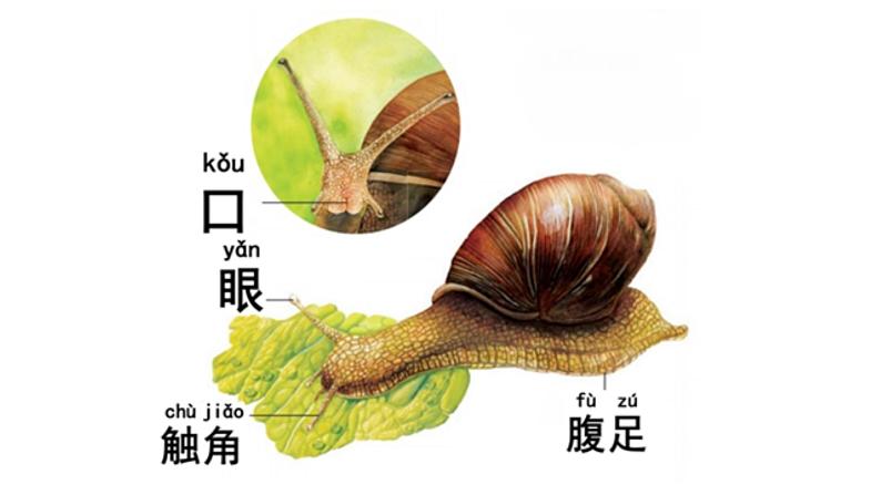 教科版义务教育版小学科学一年级下册  3.观察一种动物  课件04