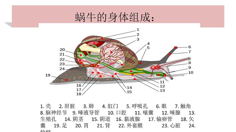 教科版义务教育版小学科学一年级下册  3.观察一种动物  课件05