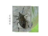 教科版义务教育版小学科学一年级下册  2.校园里的动物   课件