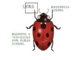 教科版义务教育版小学科学一年级下册  2.校园里的动物   课件