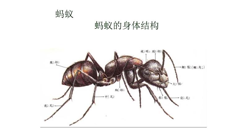 教科版义务教育版小学科学一年级下册  2.校园里的动物   课件第7页