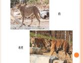 教科版义务教育版小学科学一年级下册  6.给动物分类   课件