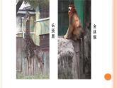 教科版义务教育版小学科学一年级下册  6.给动物分类   课件