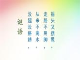 教科版义务教育版小学科学一年级下册  5.观察鱼   课件