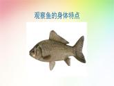 教科版义务教育版小学科学一年级下册  5.观察鱼   课件
