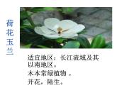 一年级下册科学（2017版）课件-11多姿多彩的植物苏教版(15张)