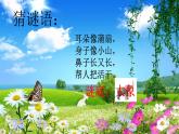 苏教版科学一年级下册第10课形形色色的动物课件