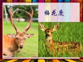 苏教版科学一年级下册第10课形形色色的动物课件31张ppt