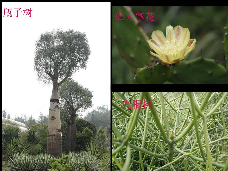 苏教版科学一年级下册第11课多姿多彩的植物ppt参考课件第1页