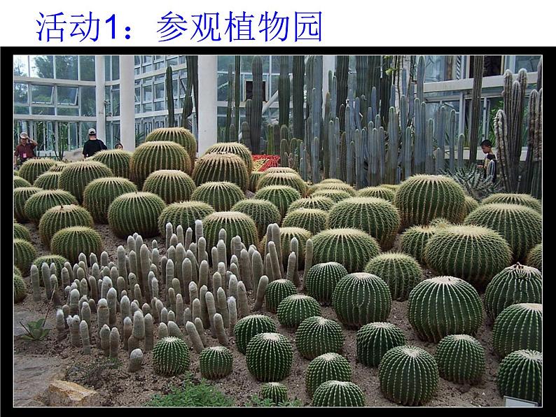 苏教版科学一年级下册第11课多姿多彩的植物ppt参考课件第3页