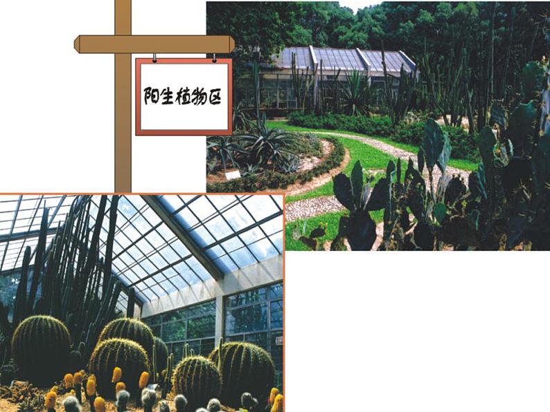 苏教版科学一年级下册第11课多姿多彩的植物ppt参考课件第7页