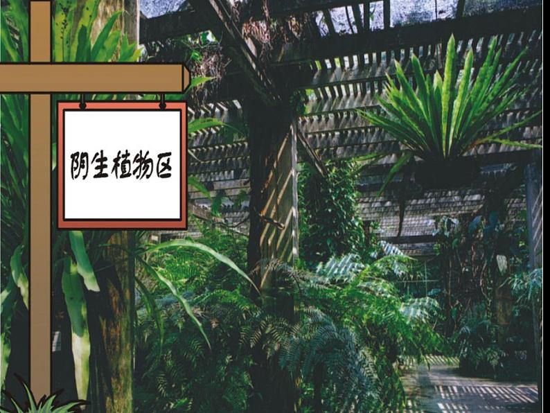 苏教版科学一年级下册第11课多姿多彩的植物ppt参考课件第8页