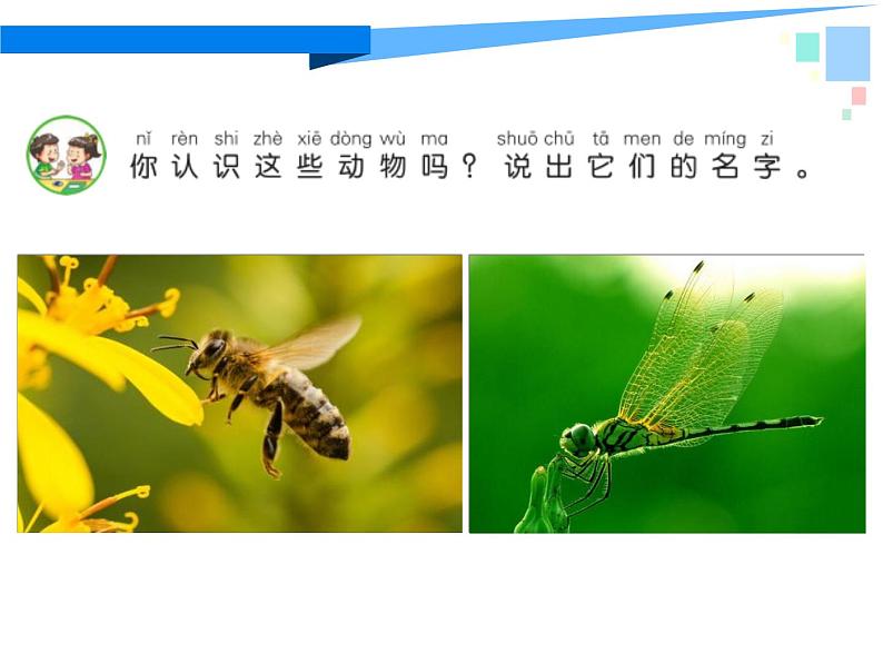 苏教版科学一年级下册第10课形形色色的动物课件25张ppt(2)03