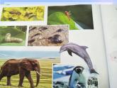 苏教版科学一年级下册第10课形形色色的动物课件25张ppt