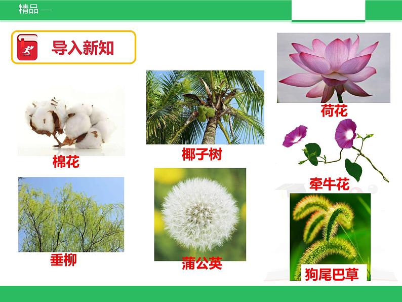 苏教版小学科学一年级下册11：多姿多彩的植物（精品课件+教案）03