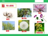 苏教版小学科学一年级下册11：多姿多彩的植物（精品课件+教案）