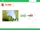 苏教版小学科学一年级下册11：多姿多彩的植物（精品课件+教案）