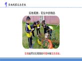 蘇教版小學(xué)科學(xué)六年級下冊精品7.做個生態(tài)瓶（課件15ppt）
