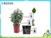 1.1.2《观察一颗植物》课件+教案