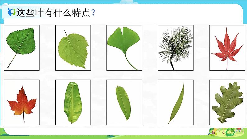 1.1.3《观察叶》课件第3页