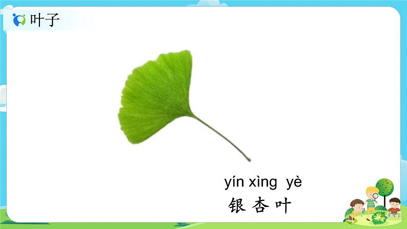 1.1.3《观察叶》课件第4页