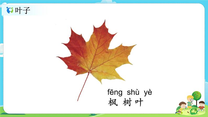 1.1.3《观察叶》课件第5页