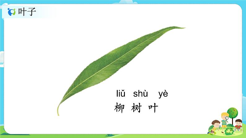 1.1.3《观察叶》课件第6页